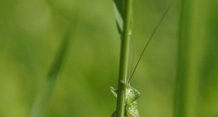 Sauterelle verte