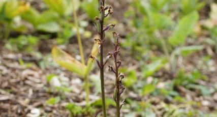 Dactylorhiza sp.