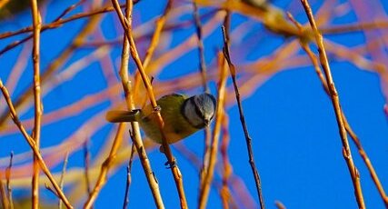 Mésange bleue