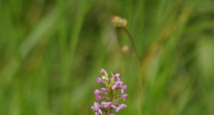 Orchis moucheron