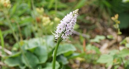 Dactylorhiza fuchsii