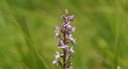 Ophrys moucheron