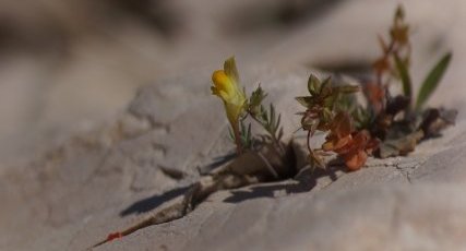 Linaria sp.