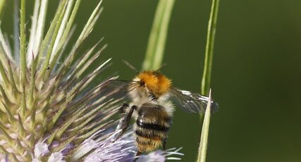 Bombus sp.