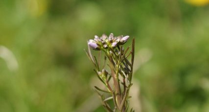 Cardamine des près