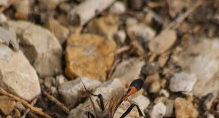 Chilosphex argyrius