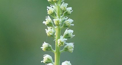 Fleur de Réséda des teinturiers - sous réserve