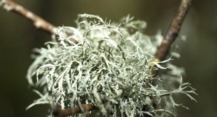 Lichen fruticuleux