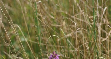 Dactylorhiza uncarnata