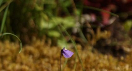 Utriculaire sp. - sous réserve