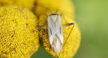 Adelphocoris sp.