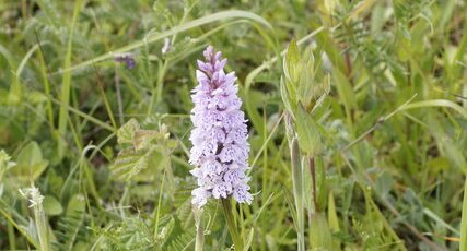 Dactylorhiza maculata - Orchis tacheté - sous réserve