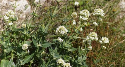 Valériane officinale