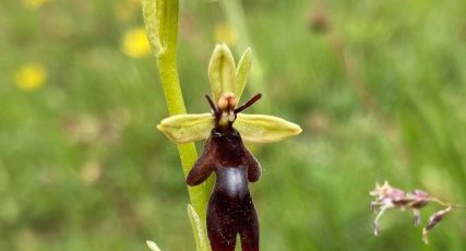 Ophrys mouche