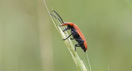 Pyrochroa serraticornis