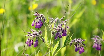 Consoude officinale