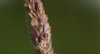 Misumena vatia