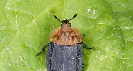 Silphe à corselet rouge - Oiceoptoma thoracicum