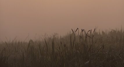 Lever de soleil sur la nature