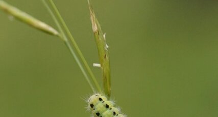 Chenille de Zygène