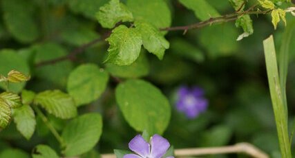 Vinca minor