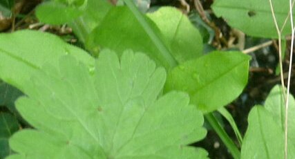 Feuilles de géranium mou