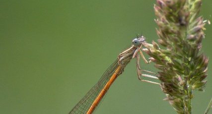 Agrion orangé Platycnemis acutipennis mâle