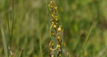 Listère à feuille ovale