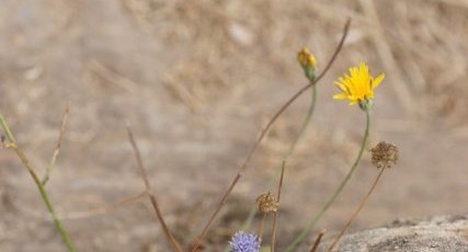 Jasione des montagnes