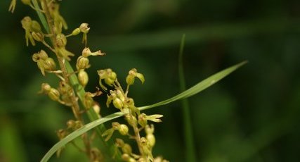 Listère à feuilles ovales