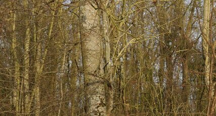 Arbres enlacés