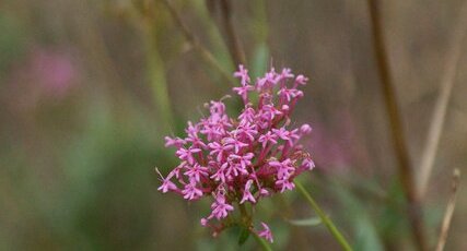 Fleur de Valériane officinale