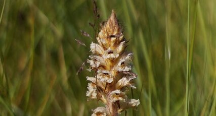 Orobanche de la Picride