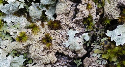 Lobalia scrobiculata - sous réserve