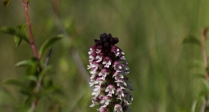 Orchis brûlée