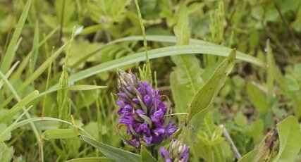 Dactylorhiza sp.