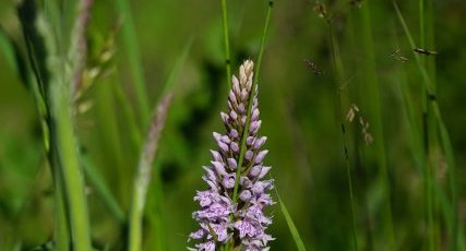 Orchis tâcheté