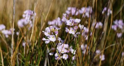 Cardamine des près