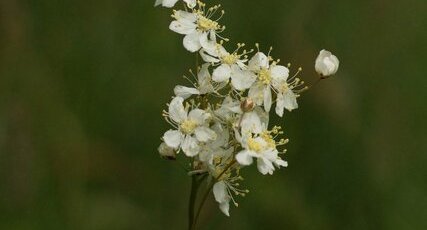 Fleur de la Spirée Filipendule