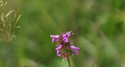 Bétoine officinale