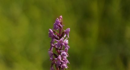 Orchis moustique