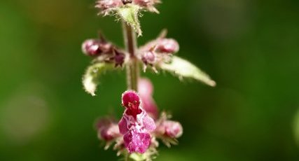 Fleur d'Epiaire des bois