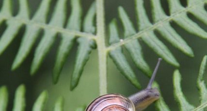 Cepaea nemoralis (escargot des bois)