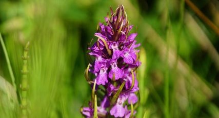 Orchis négligé ou Orchis oublié