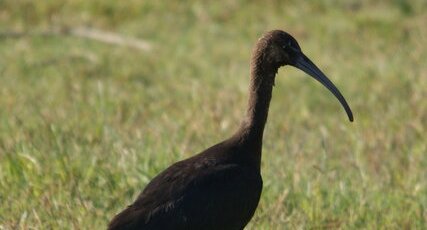 Ibis falscinelle