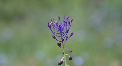 Muscari à toupet