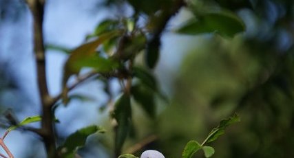 Baie de Prunus spinosa