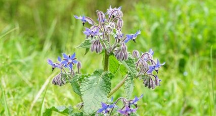 Bourrache officinale