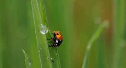 Coccinelle à 7 points