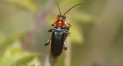 Cantharis fusca